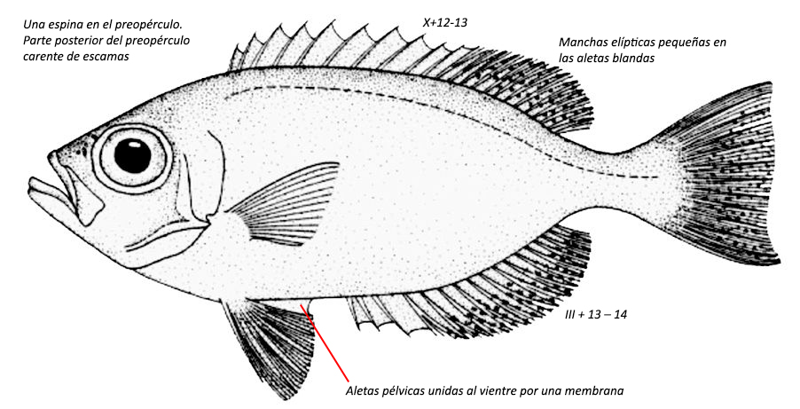 Heteropriacanthus cruentatus_01.jpg